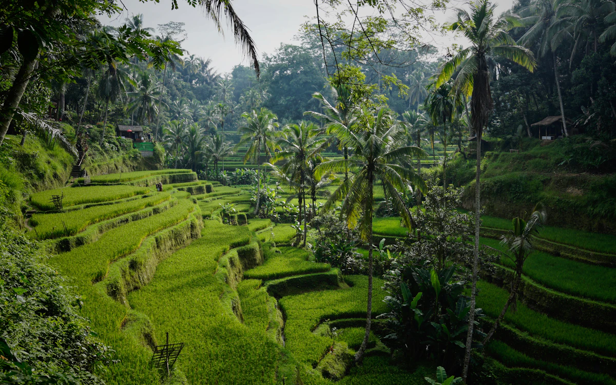 Bali swing overlooking tropical rice terraces near Ubud